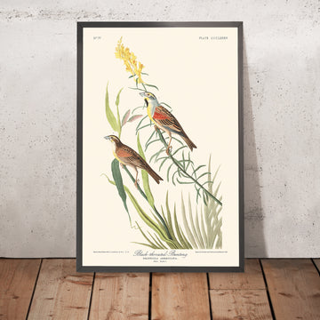 Passero dal collo nero di John James Audubon, 1827 