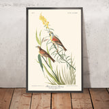 Schwarzkehlchen von John James Audubon, 1827 