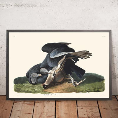 Black Vulture (Carrion Crow) by John James Audubon, 1827