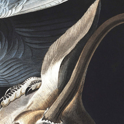 Schwarzer Geier (Aaskrähe) von John James Audubon, 1827