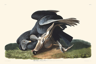 Buitre negro (cuervo negro) de John James Audubon, 1827