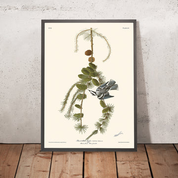 Plante grimpante noire et blanche de John James Audubon, 1827