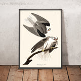 Schwarzflügeliger Habicht von John James Audubon, 1827 