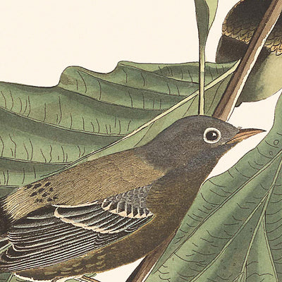 Fauvettes noires et jaunes par John James Audubon, 1827