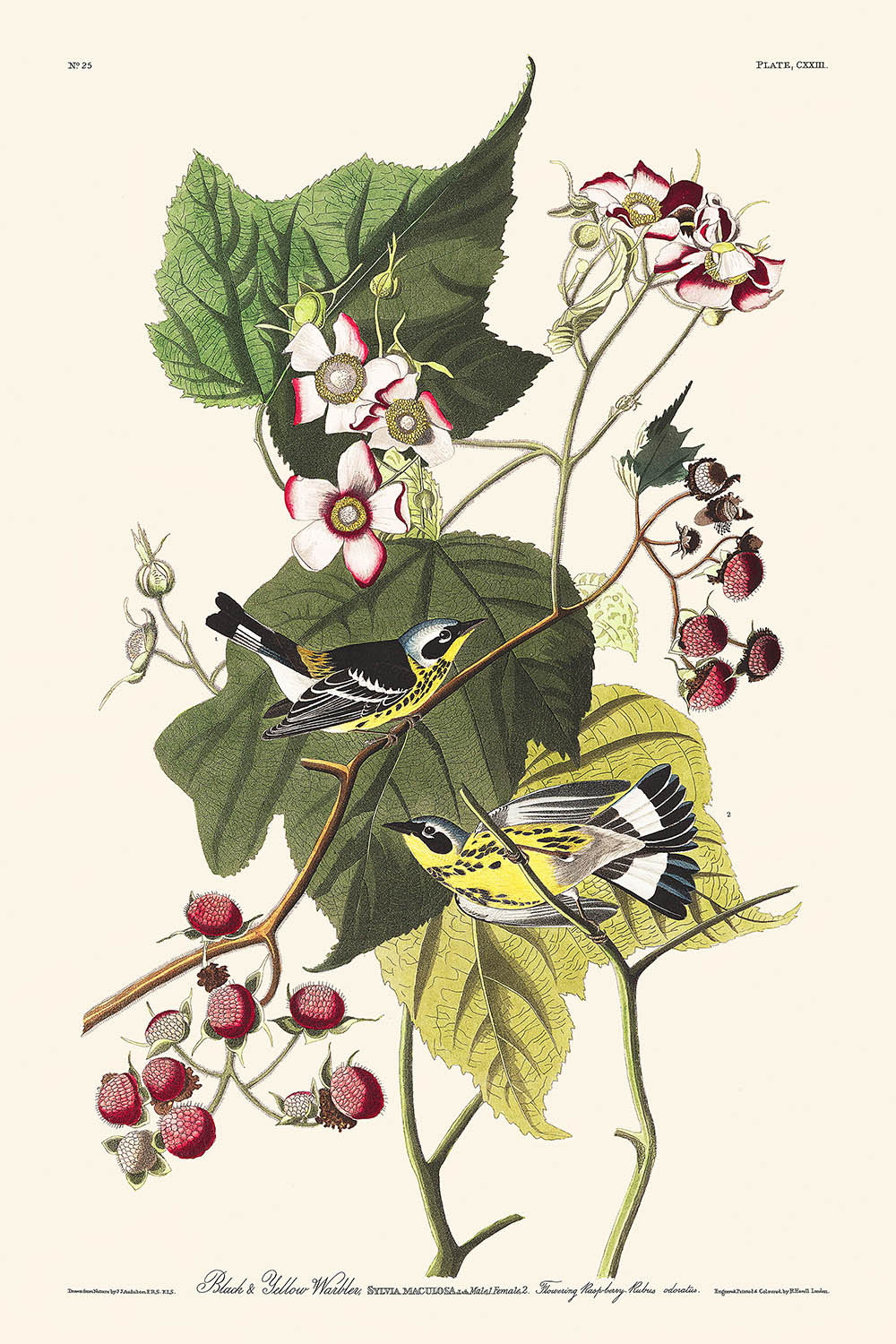 Reinitas negras y amarillas (Lámina 123) de John James Audubon, 1827