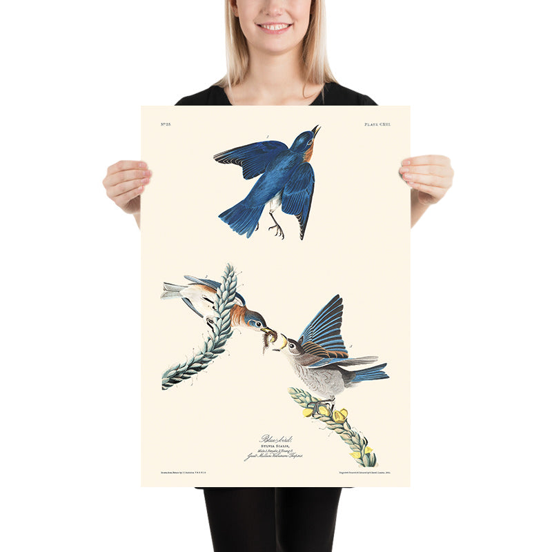 Visualiser thumbnail artwork