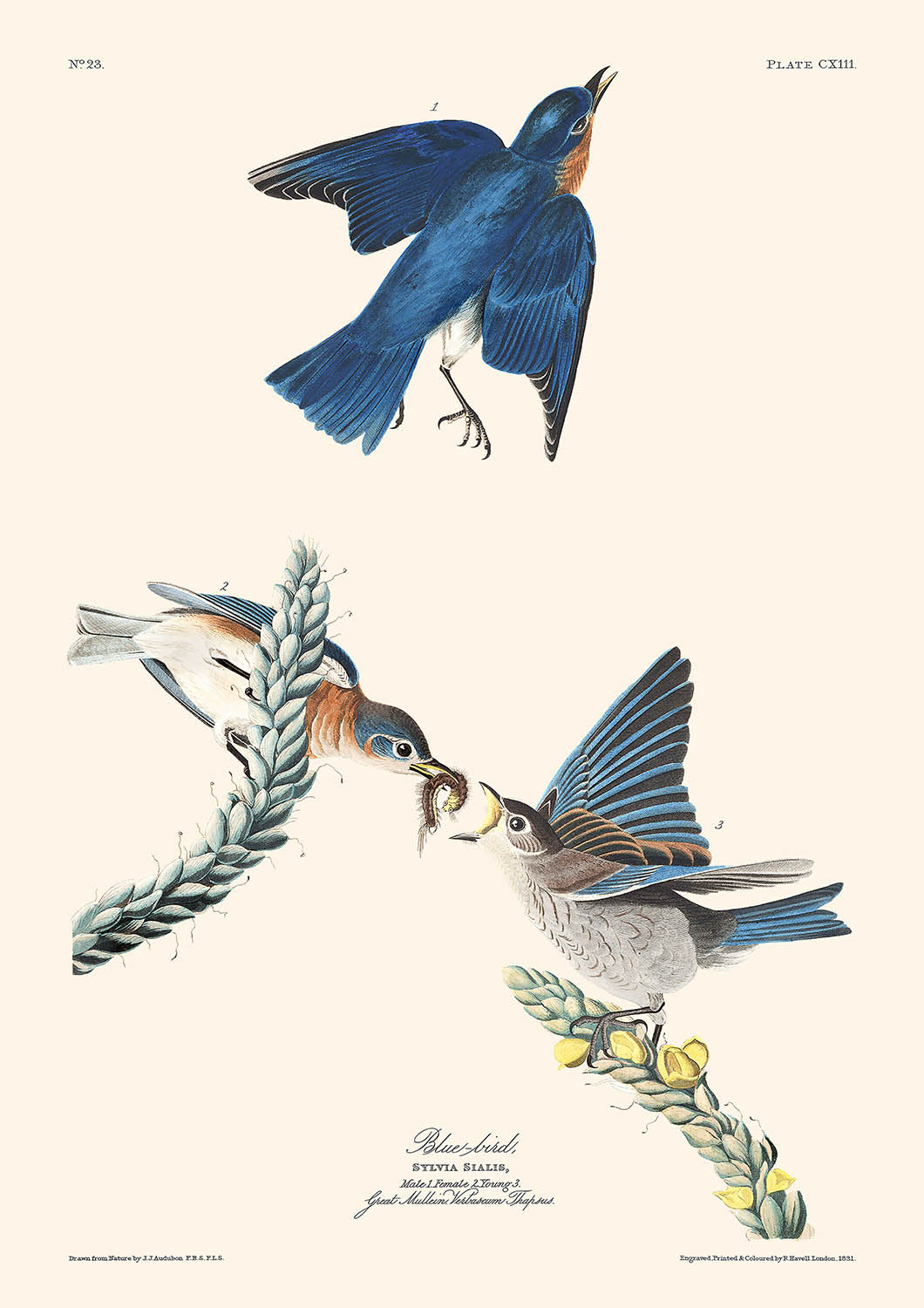 Pájaro azul (Lámina 113) de John James Audubon, 1827