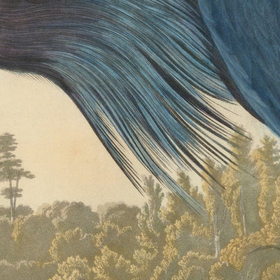 Grue bleue ou héron, Ardea Coerulea... Vue près de Charlestone SC par John James Audubon, 1827
