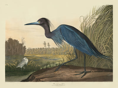 Grue bleue ou héron, Ardea Coerulea... Vue près de Charlestone SC par John James Audubon, 1827
