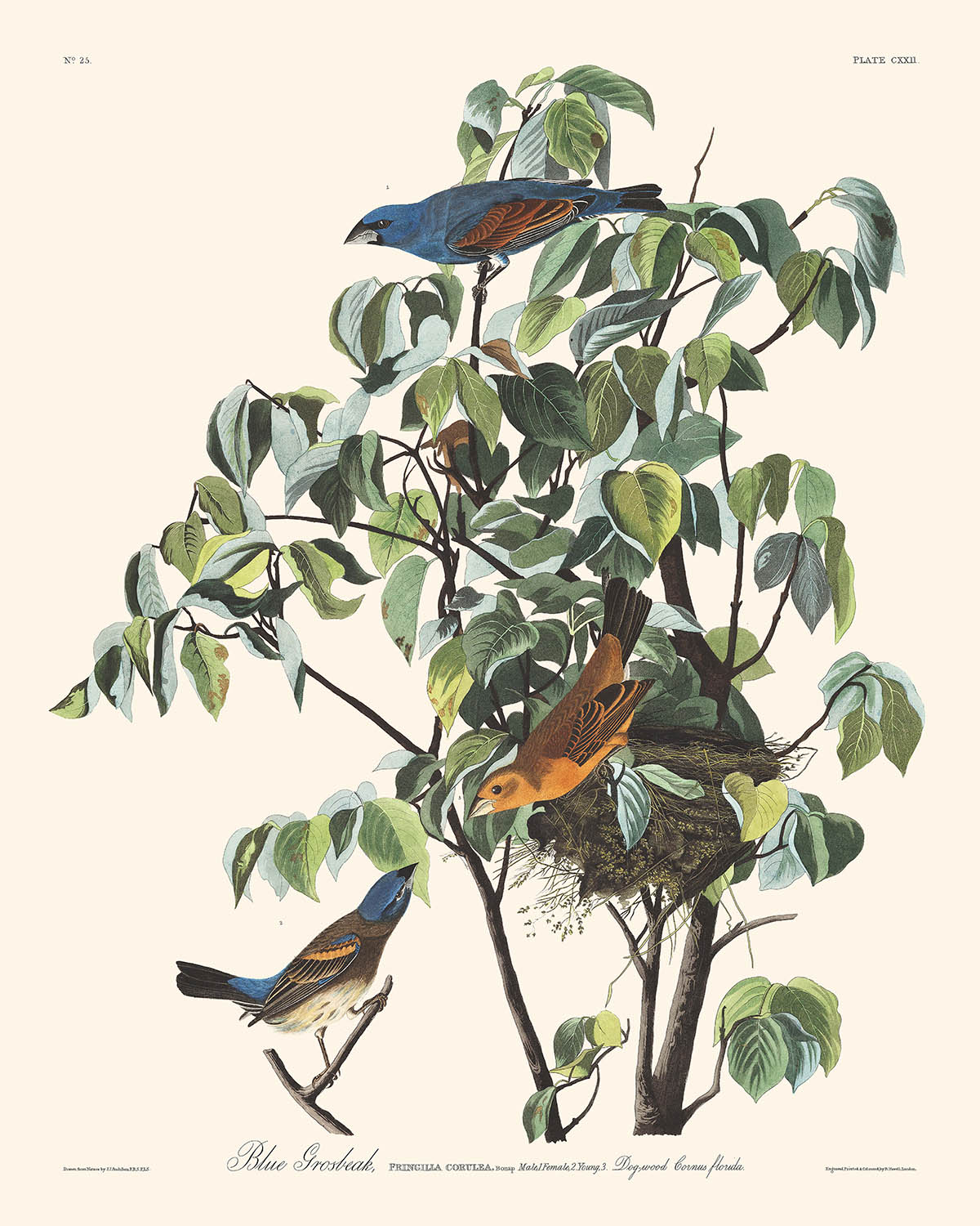 Picogrueso azul, de John James Audubon, 1827