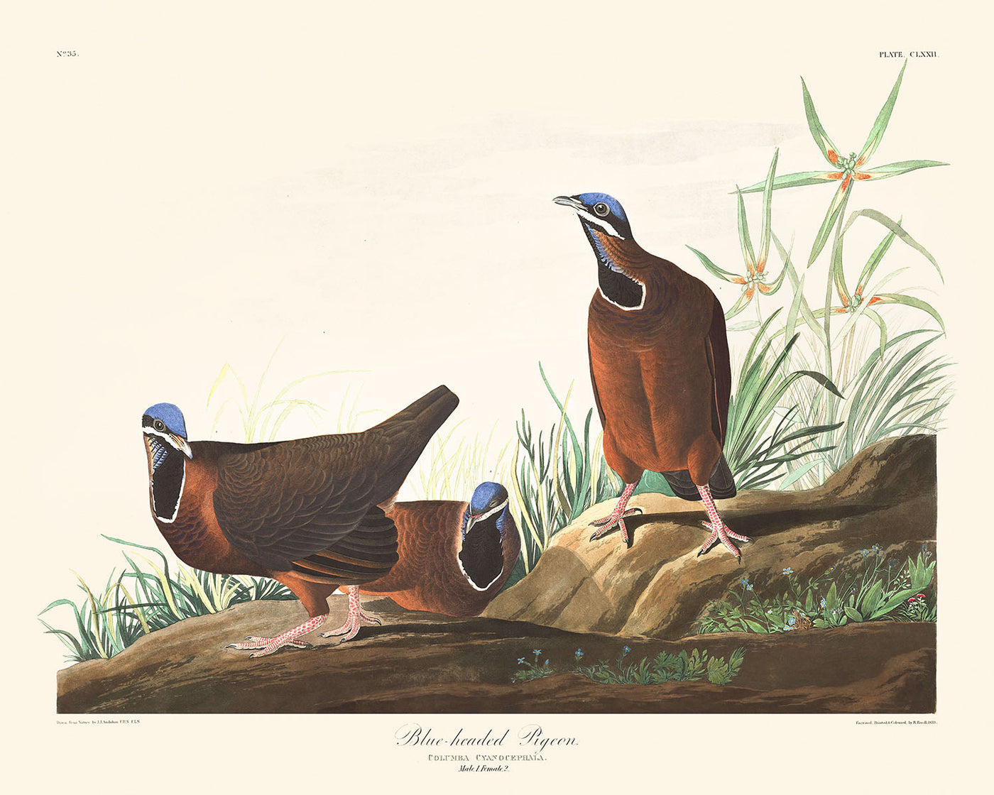 Pigeon à tête bleue par John James Audubon, 1827