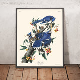 Blaue Eichelhäher von John James Audubon, 1827 