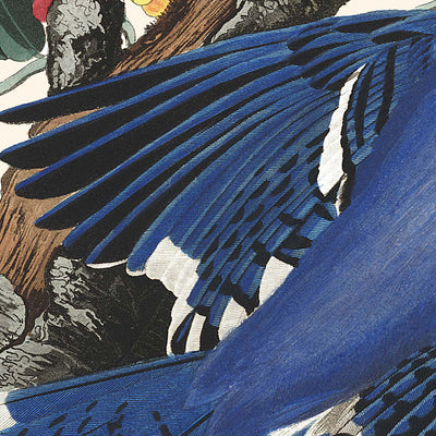 Arrendajo azul, de John James Audubon, 1827