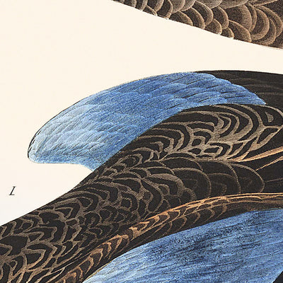 Blauflügelente von John James Audubon, 1827