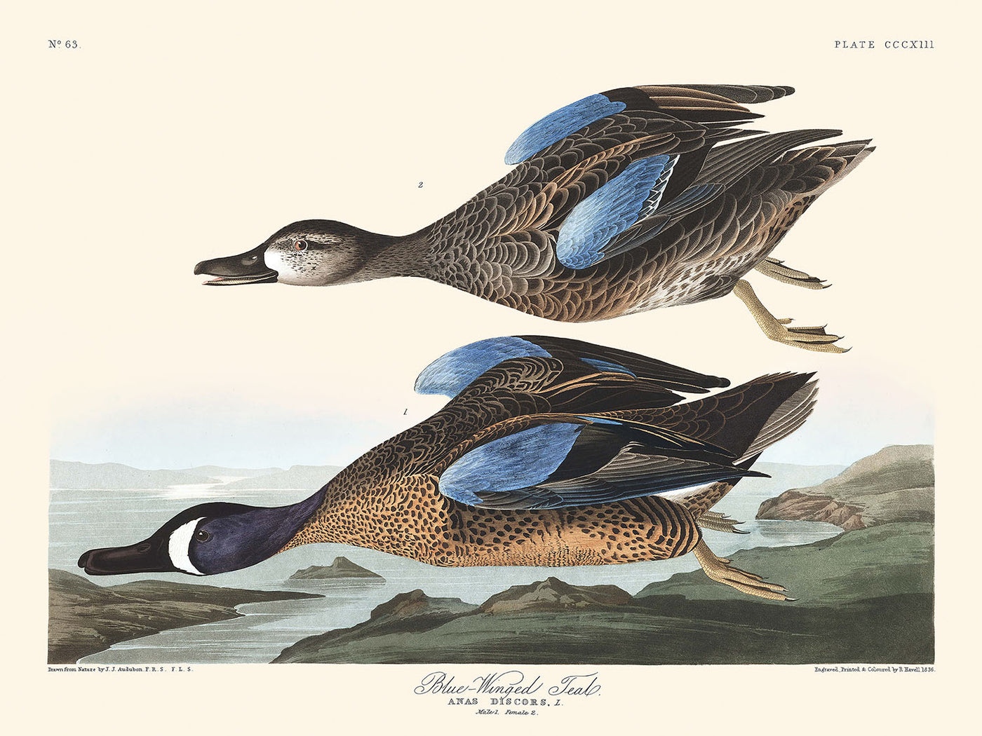 Sarcelle à ailes bleues par John James Audubon, 1827