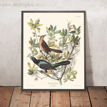 Grackle dalla coda a barca di John James Audubon, 1827 