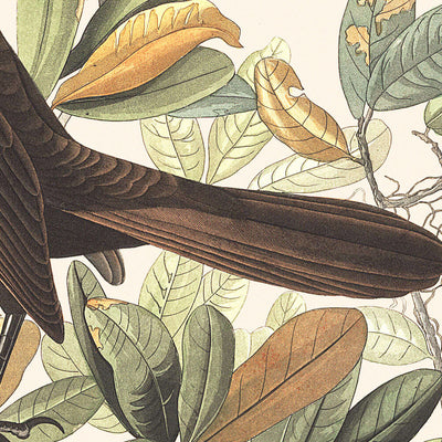 Bootschwanz-Grackle von John James Audubon, 1827 