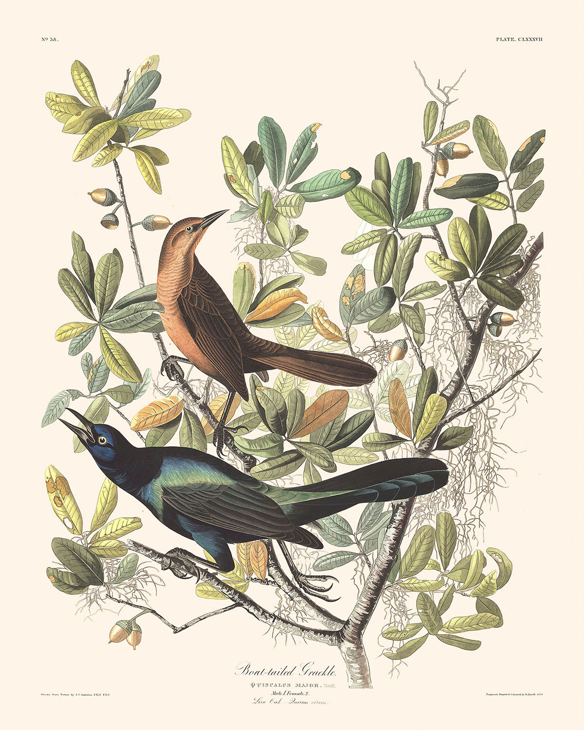 Bootschwanz-Grackle von John James Audubon, 1827 