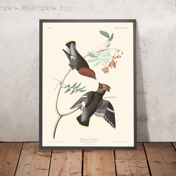 Chiacchierino Boemo di John James Audubon, 1827 