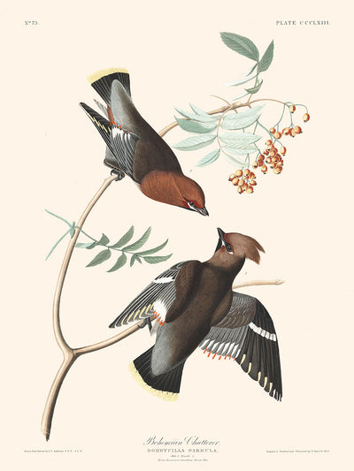 Bavard bohémien de John James Audubon, 1827