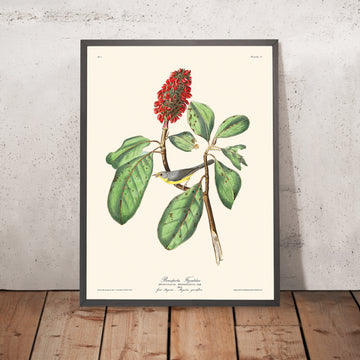 Papamoscas de Bonaparte, de John James Audubon, 1827