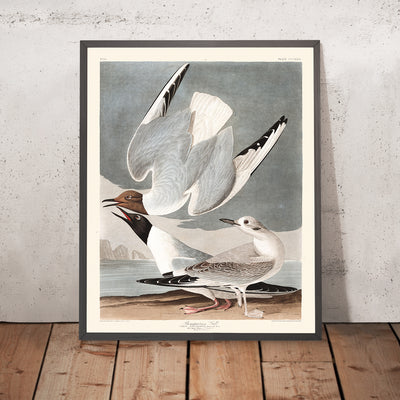 Gaviota bonapartista de John James Audubon, 1827