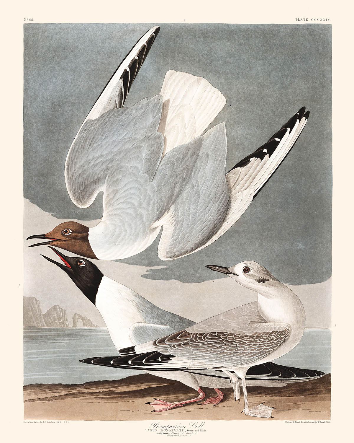 Gaviota bonapartista de John James Audubon, 1827