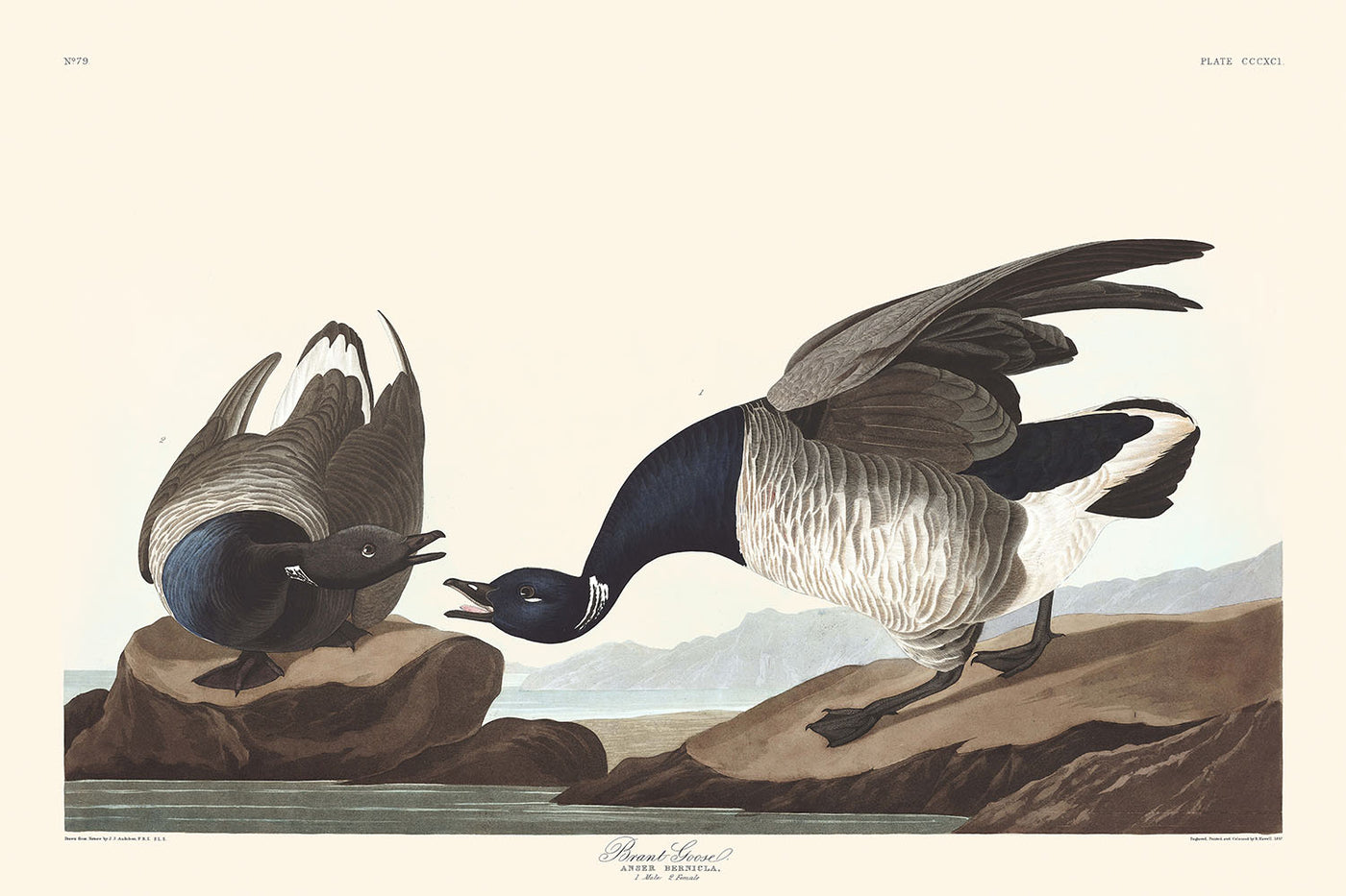 Ringelgans von John James Audubon, 1827