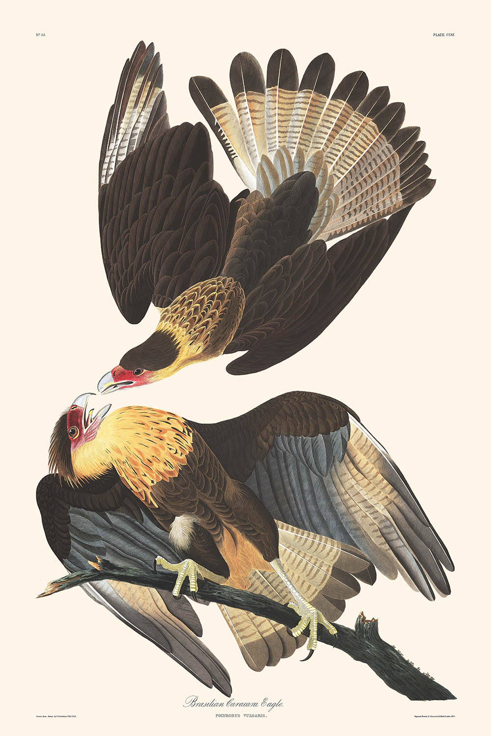 Caracara brésilien, par John James Audubon, 1827