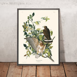 Breitflügeliger Habicht von John James Audubon, 1827 