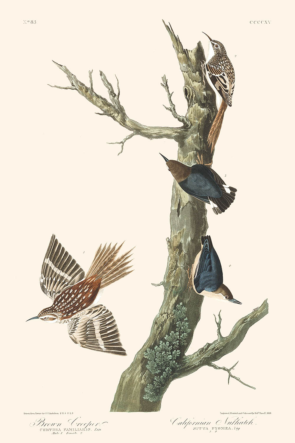 Trepador pardo y trepador californiano, de John James Audubon, 1827