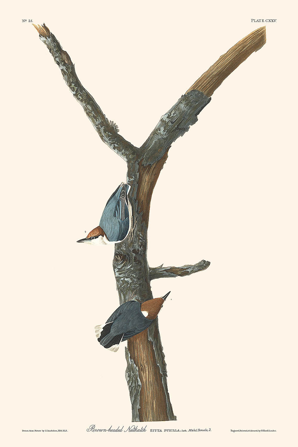 Braunkopfmeise von John James Audubon, 1827