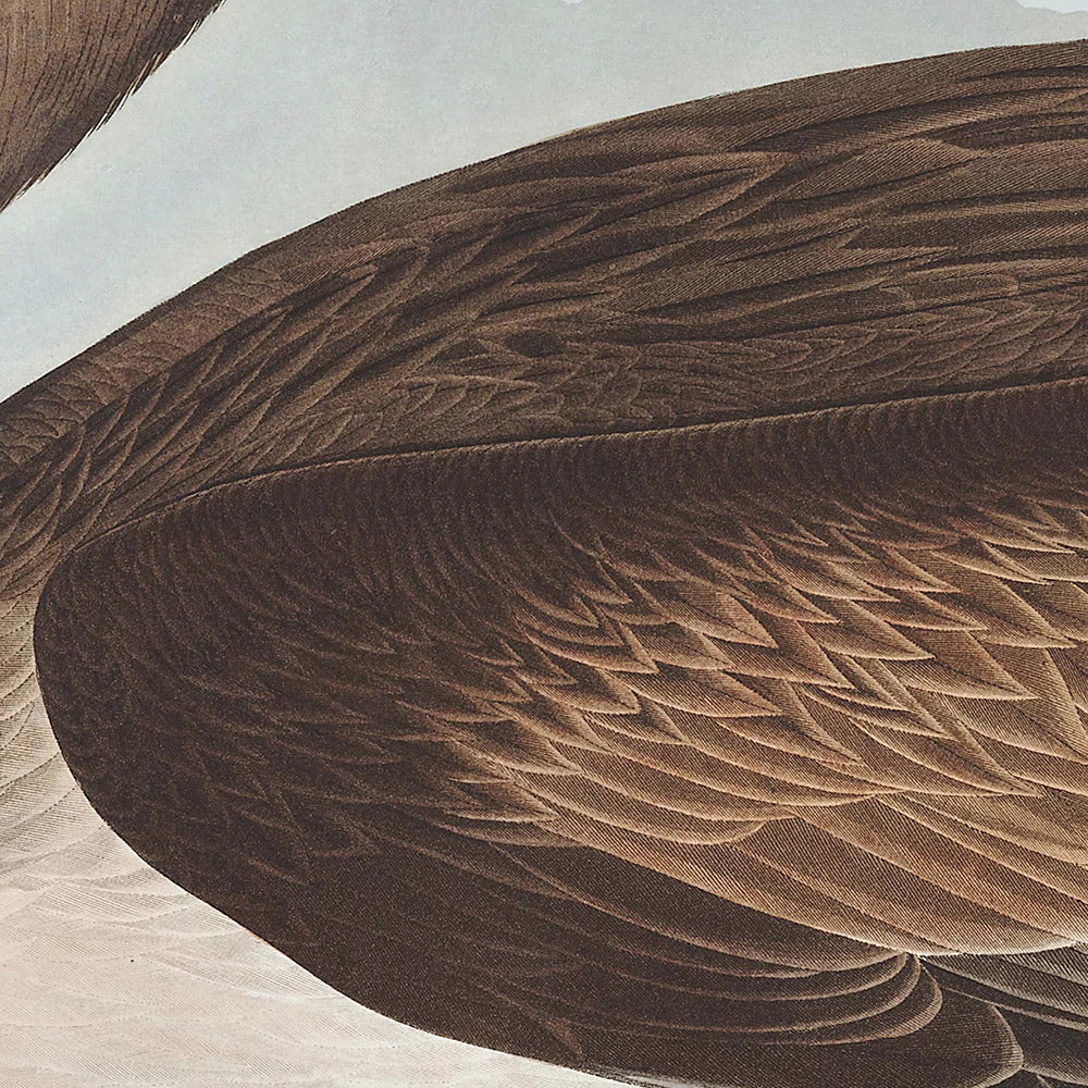 Pelícano pardo, John James Audubon, 1827