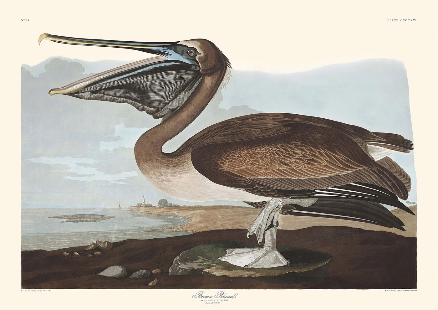 Brown Pelican (Plate 421) by John James Audubon, 1827