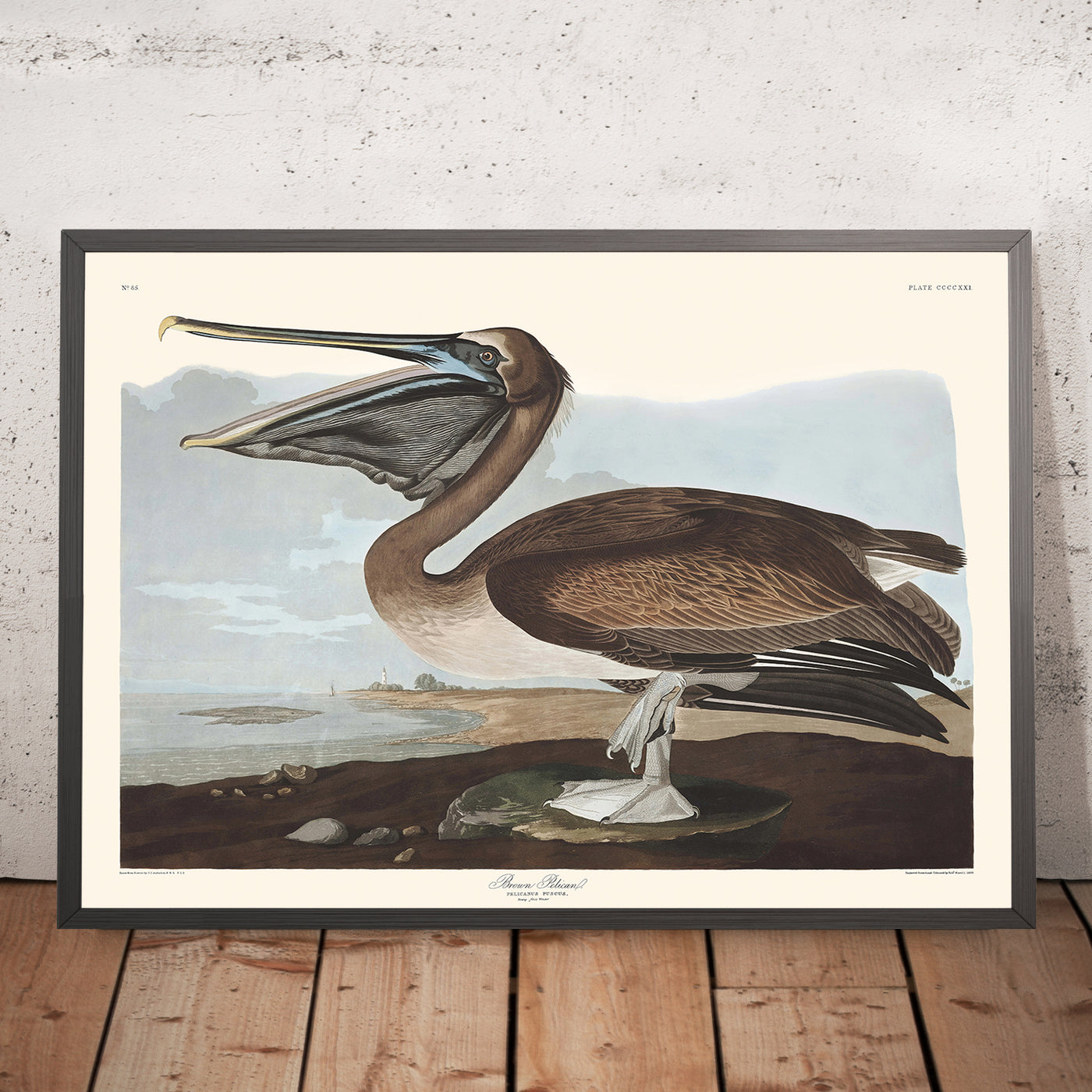 Brown Pelican (Plate 421) by John James Audubon, 1827