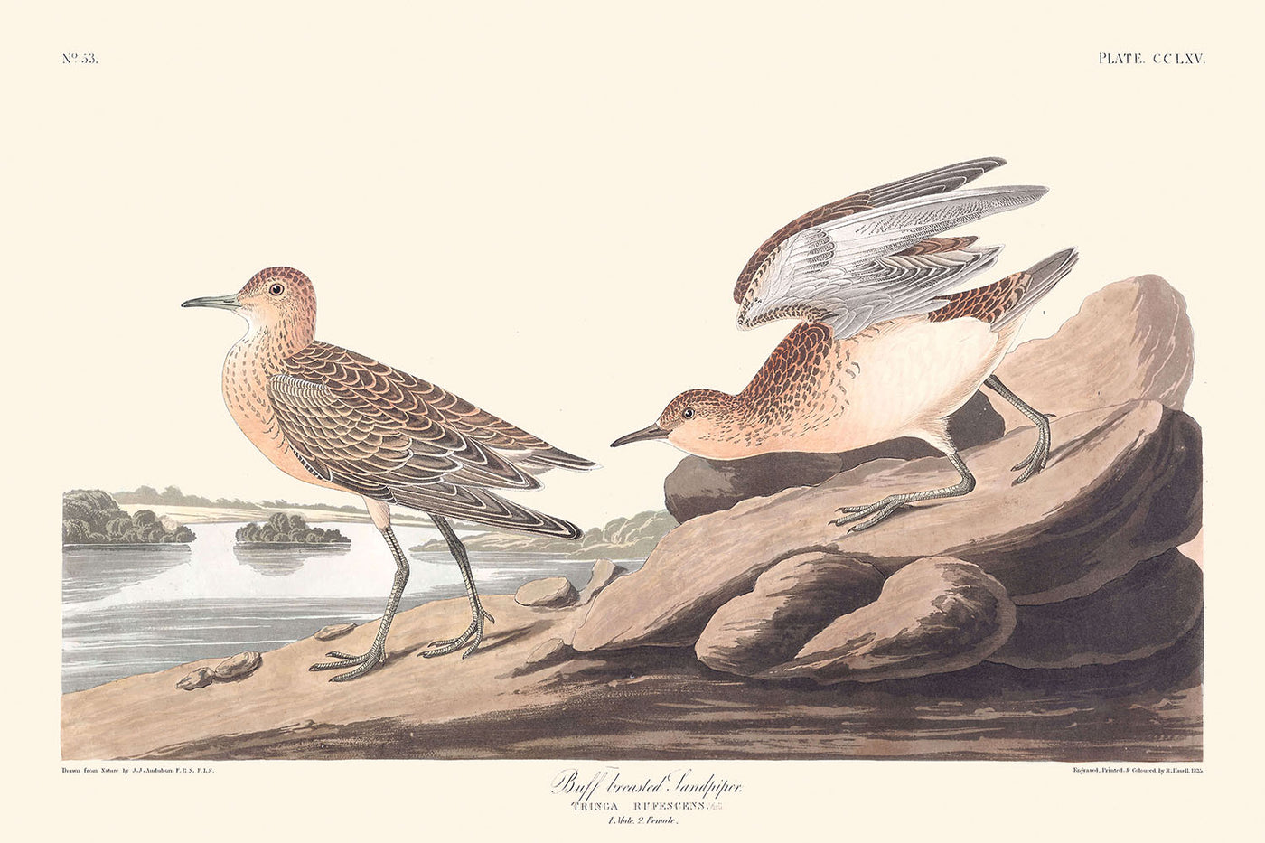 Sanderling von John James Audubon, 1827