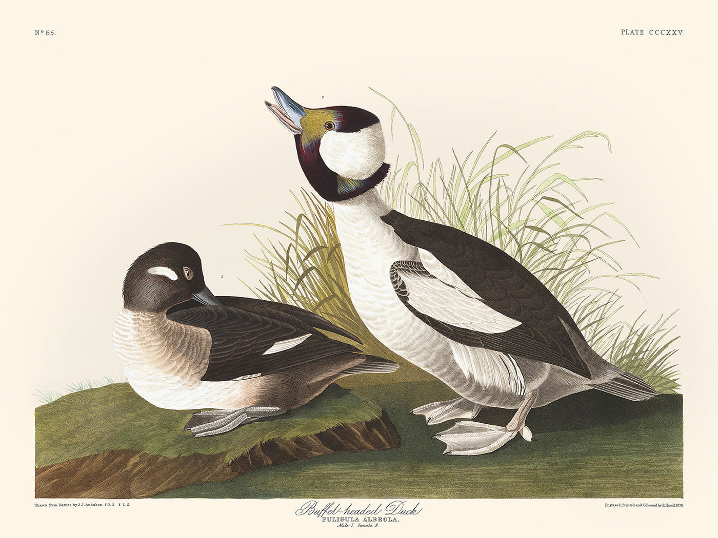 Buffel-headed Duck by John James Audubon, 1827