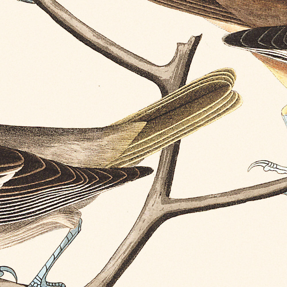 Oriole de Bullock, Oriole de Baltimore, Chardonneret élégant, Grive à collier, Grive aquatique commune par John James Audubon, 1827