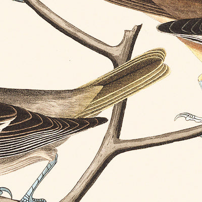 Oropéndola de Bullock, oropéndola de Baltimore, jilguero mexicano, zorzal común, zorzal de agua común, de John James Audubon, 1827