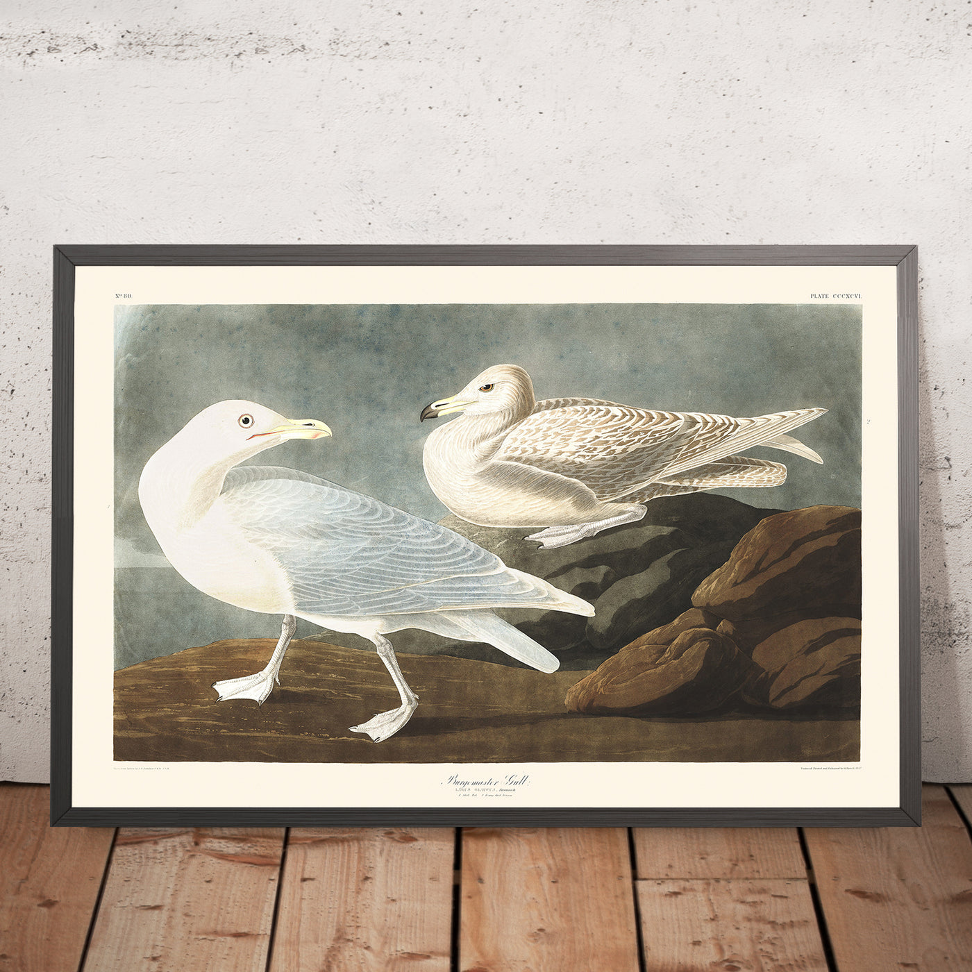 Burgomaster Gull by John James Audubon, 1827