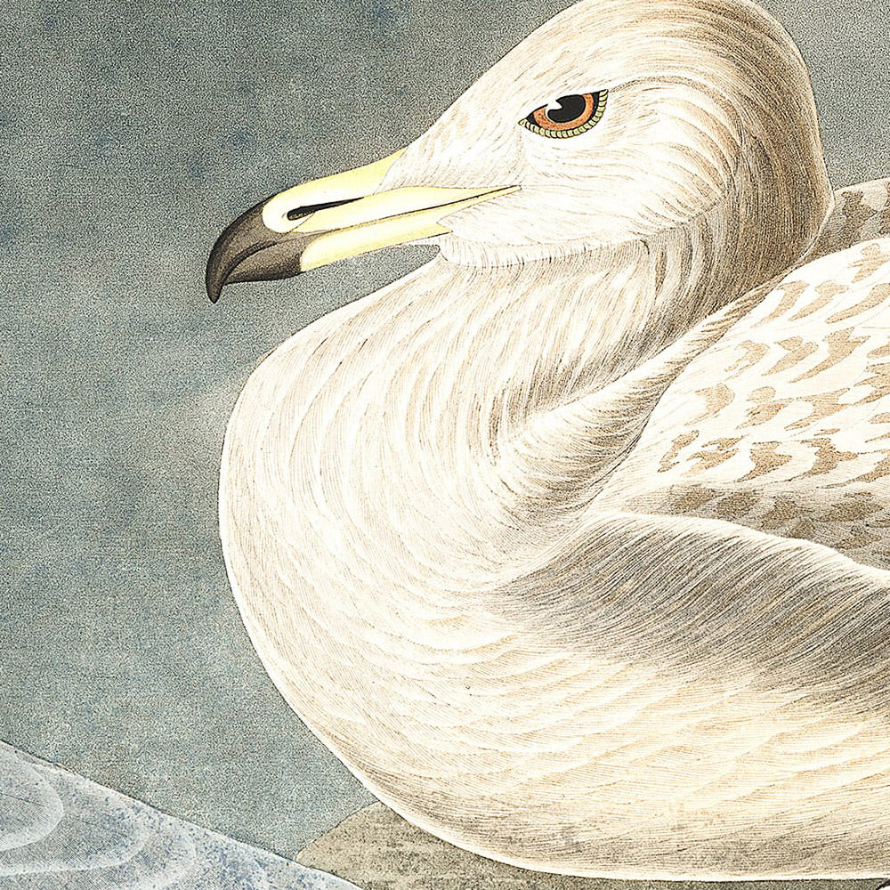 Bürgermeister Gull von John James Audubon, 1827 