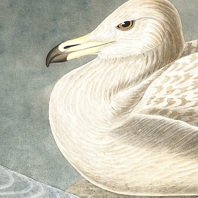 Bürgermeister Gull von John James Audubon, 1827