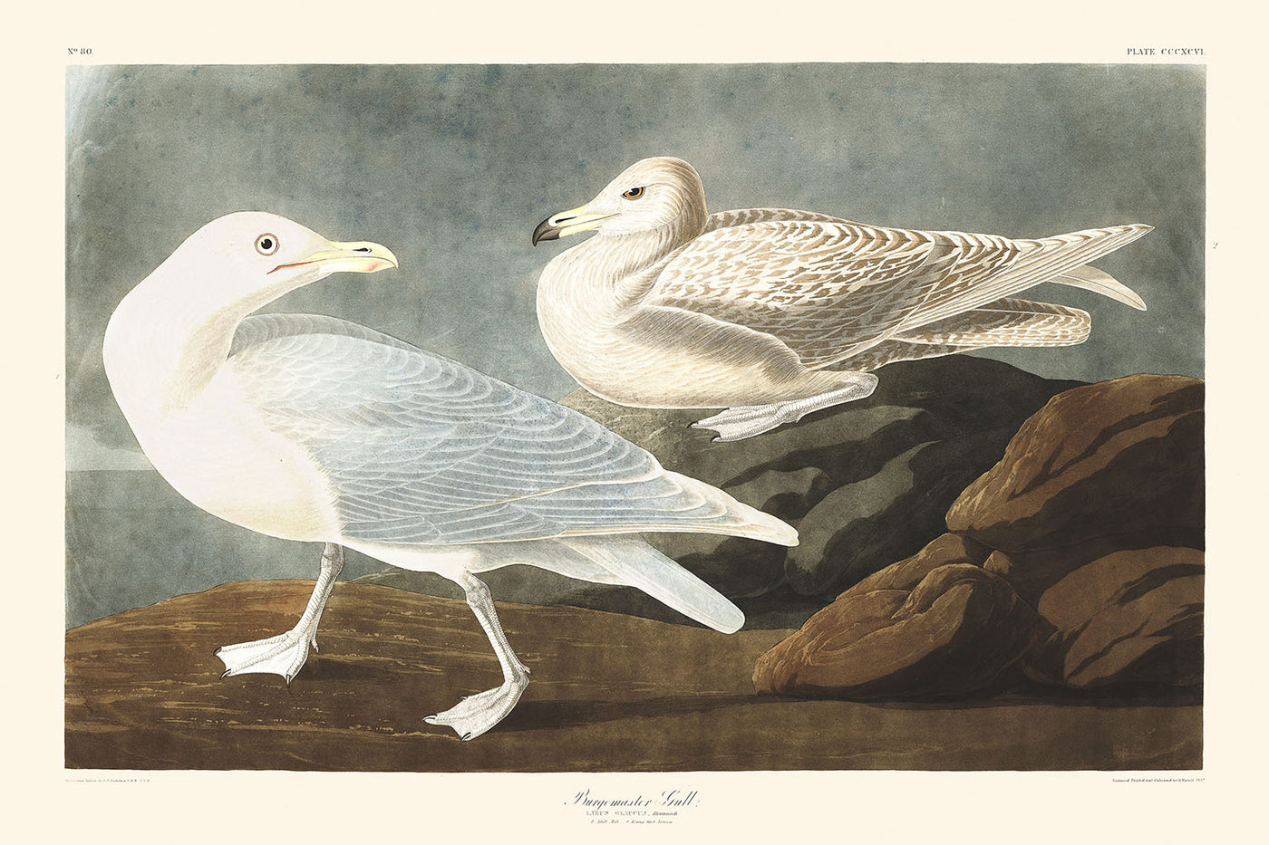 Bürgermeister Gull von John James Audubon, 1827