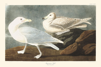 Burgomaster Gull by John James Audubon, 1827