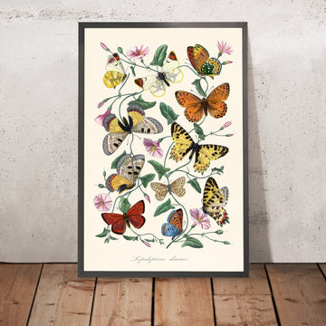 Butterfly and Moth Zoological Illustration by Paul Gervais, 1842