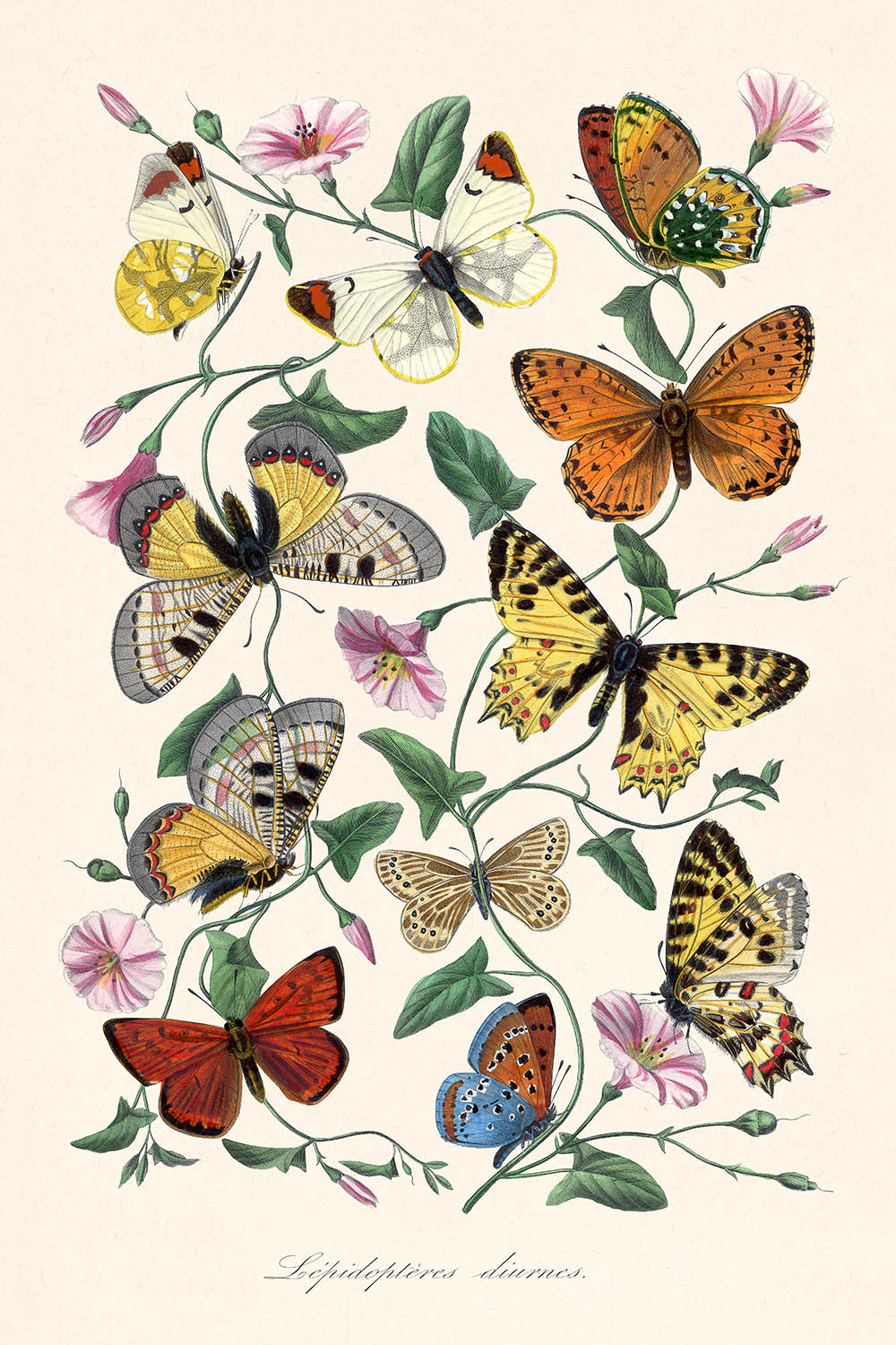 Butterfly and Moth Zoological Illustration by Paul Gervais, 1842