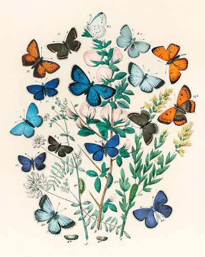 Butterfly and Moth Illustration by Willem Forsell Kirby, 1882