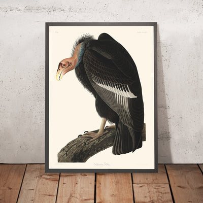 Californian Vulture by John James Audubon, 1827