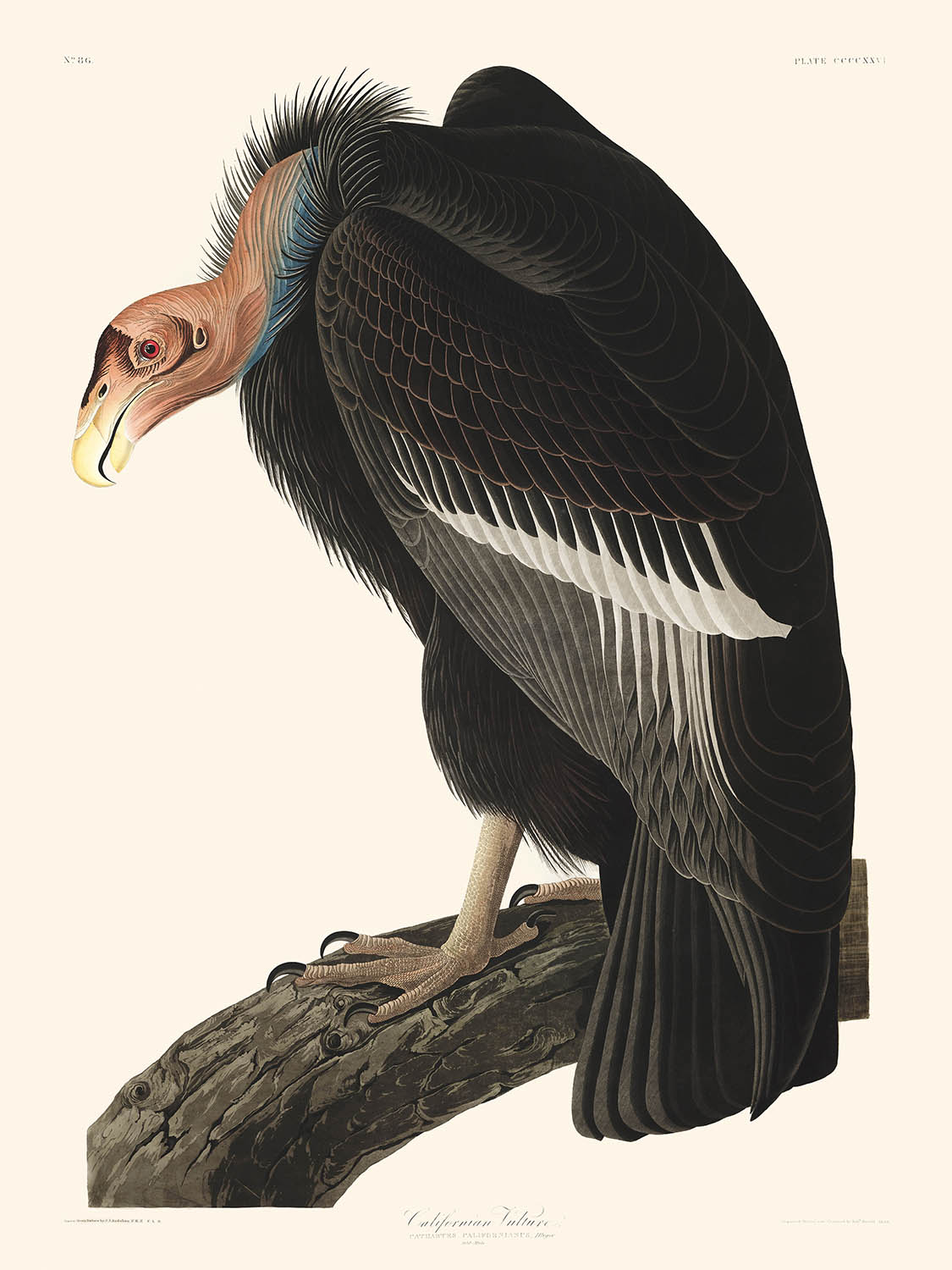 Buitre californiano, de John James Audubon, 1827