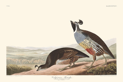 Kalifornisches Rebhuhn von John James Audubon, 1827